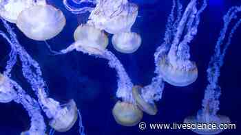Why are thousands of stinging jellyfish crowding the Rhode Island coast? - Livescience.com