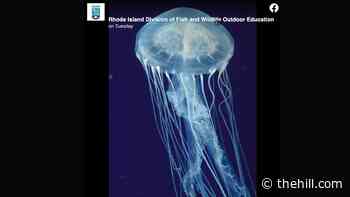 Thousands of jellyfish gathering along Rhode Island coast | TheHill - The Hill