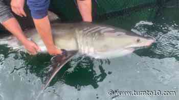 Atlantic Shark Institute tags second great white shark in Rhode Island waters - WJAR