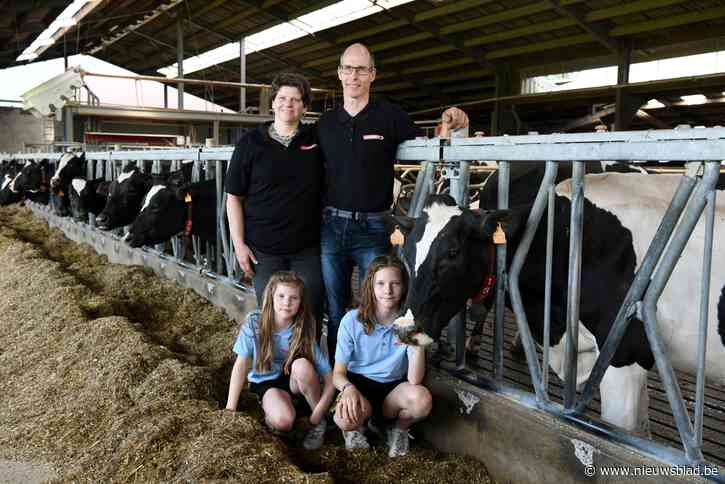 Deze koeien leveren stroom aan festival én aan gezinnen: “Hoe meer liefde je zo’n dier geeft, hoe meer het zal produceren”