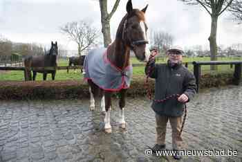 Averij nadat koetspaard op hol slaat (Beernem) - Het Nieuwsblad