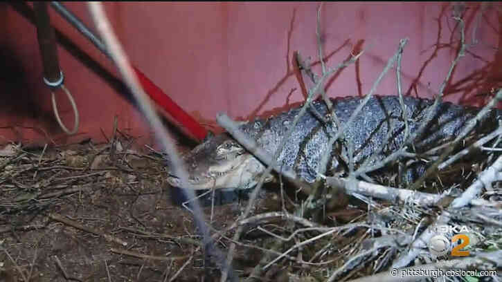 Former Beechview Resident, Owner Of ‘Chomp’ The Alligator, Acquitted Of Animal Cruelty, Found Guilty Of Reckless Endangerment