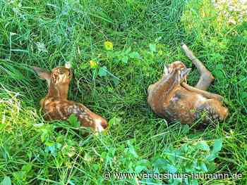 Steinen: Rehkitz-Rettung per Drohne - Steinen - www.verlagshaus-jaumann.de