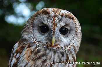 Im Vogelpark Steinen kann man Lebewesen der Lüfte kennenlernen - Steinen - Badische Zeitung