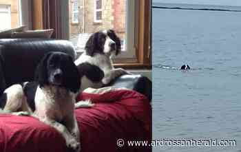 Hunt for Seamill couple who helped rescue Bruno - Ardrossan and Saltcoats Herald