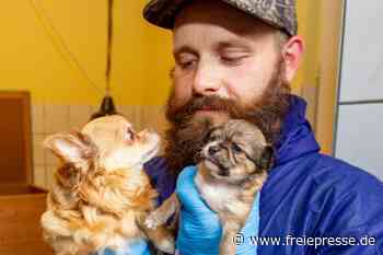 Gerettetes Chihuahua-Rudel hat Nachwuchs - Freie Presse