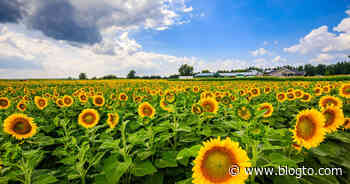 Sunflower farms near Toronto are officially opening this month - blogTO