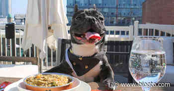 Toronto restaurant to offer dog menu so pets can eat while owners dine - blogTO