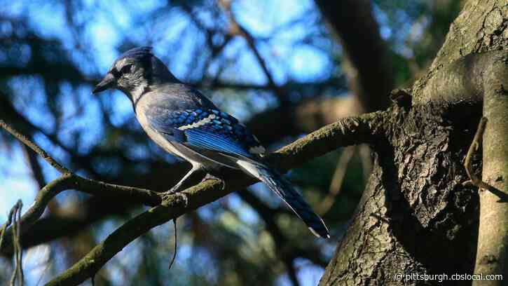 Mysterious Bird Illness Continues To Kill Wild Birds In Pennsylvania, Ohio