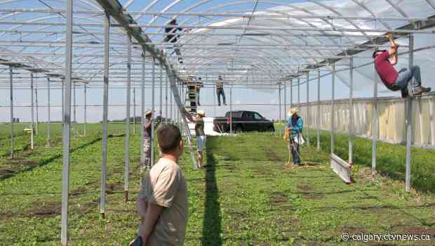 Calgary volunteers help Muslim farmer after his hard work was targeted by vandals