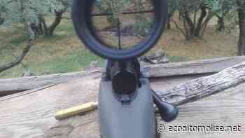 Cinghiali, ritornello del Wwf: «Colpa dei cacciatori». L'Ispra però chiede più abbattimenti selettivi - L'Eco dell'Alto Molise e Alto Vastese