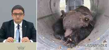 L'Ispra aveva fatto modificare le linee guida sugli orsi della Pat: “Abbattere due orsi all'anno non causerà problemi? Considerazione non sufficientemente motivata” - il Dolomiti