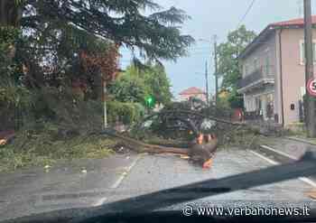 Lago Maggiore Maltempo sul Basso Verbano, albero caduto sulla strada a Ispra - VerbanoNews.it