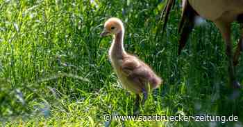 Mitte Juni wurde im Zoo Neunkirchen ein Jungfernkranich geboren - Saarbrücker Zeitung