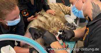 Zahn-OP bei Hyäne Kathi im Zoo Neunkirchen - Saarbrücker Zeitung