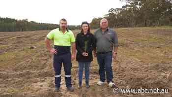 Seedlings offer new hope for sawmill after 2014 fires destroyed trees