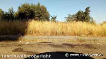 "Erba alta e secca, all'ufficio competente del comune non risponde nessuno" - Tuscia Web