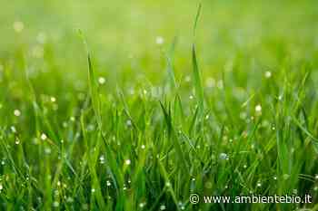 Carne vegetale: dall'erba un nuovo tessuto cellulare per la produzione - Ambiente Bio