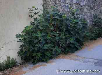 L'appello dei cittadini al Comune: 'Fondamentale il taglio dell'erba' - Spoleto Online