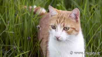 Erba gatta, tutto sulla pianta adorata dai mici di casa - LifeGate
