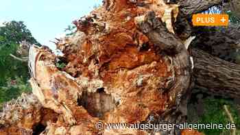 Windböe fällte eine große Weide am Branntweinbach