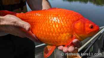 This is what can happen when you release your goldfish into the wild