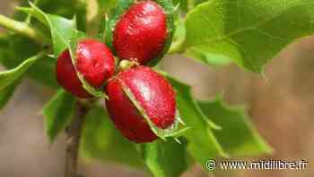 Frontignan : quand la Gardiole était le domaine de l'or rouge - Midi Libre