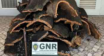 GNR recupera 200 quilos de cortiça furtada em Palmela - AGRICULTURA E MAR ACTUAL - Agricultura e Mar Actual
