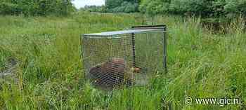 Bij Appingedam gevangen bever weer uitgezet in prachtig natuurgebied - Groninger Internet Courant