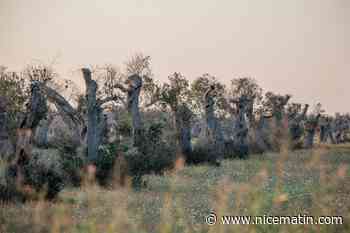 Exploités, battus, drogués... Le calvaire des ouvriers agricoles étrangers en Italie
