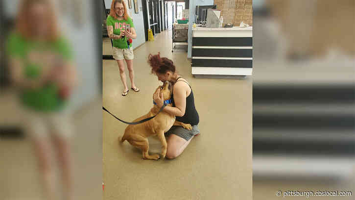 Woman Looking For A New Pet To Adopt Reunited With The Dog She Lost Two Years Ago