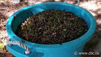 Massive snail die-off is unheard of and could affect ecosystem, expert says