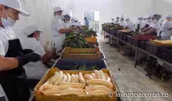 Construirán centro de post cosecha para la producción de banano en Tello - Noticias