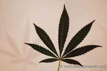 Medical cannabis workers 'insulted' by MN grower's contract offer - Workday Minnesota