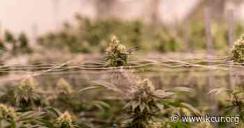 Missouri's Dispensaries Are On Pace To Sell $200 Million Of Medical Marijuana This Year - KCUR
