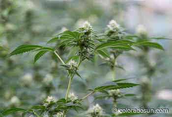 Lawsuit: Colorado law limiting medical pot concentrates is unconstitutional - The Colorado Sun