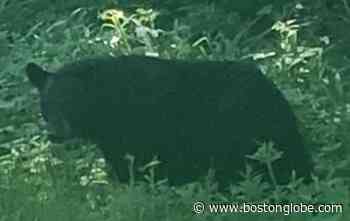 ‘Boo Boo’ the bear killed after medical van collision in Marion, state officials confirm - The Boston Globe