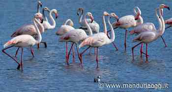 MANDURIA - Non solo fenicotteri nella Salina dei Monaci: gli splendidi scatti di Giovanni Costantini - ManduriaOggi
