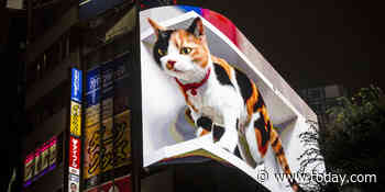 This giant 3D cat on a Tokyo billboard is so lifelike, you’ll think it’s fur-real