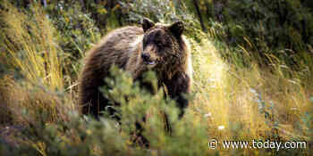 Woman killed by grizzly bear while camping in Montana