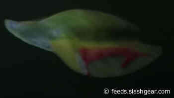 New soft robot has optimized swimming properties