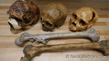 Scientists say climate change impacted the body and brain size of humans