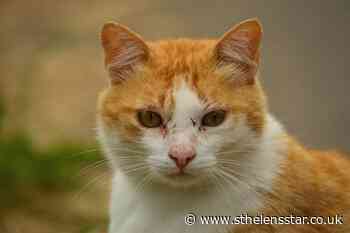 Vulnerable cats in need carers in St Helens - St Helens Star
