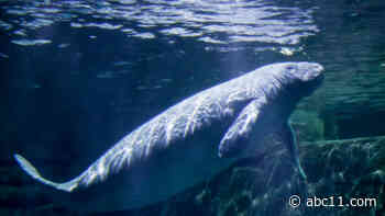 Florida breaks annual manatee death record in first 6 months
