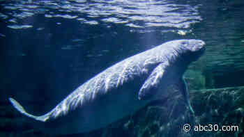 Florida breaks annual manatee death record in first 6 months