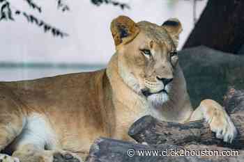 Nimue, lion at Houston Zoo, has died - KPRC Click2Houston