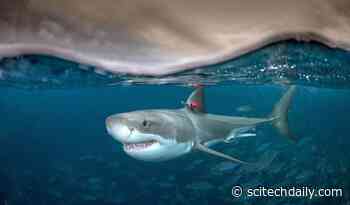 Answers to a Fundamental Puzzle: Why Are Some Fish Warm-Blooded When Most Are Not?