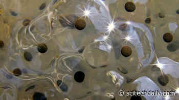 “Zinc Sparks” – A Biological Fireworks Show 300 Million Years in the Making