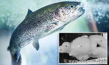 Fish brains grow when they have to think harder and shrink when in less challenging environments