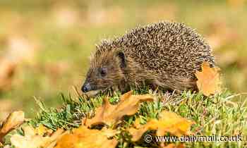 British hedgehogs need greater legal protection, MP warns 